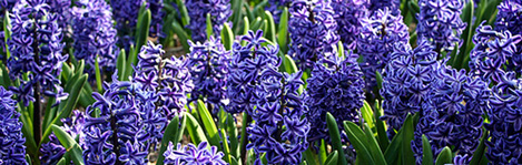 hyacinth wedding